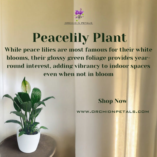 Peacelily Plant
