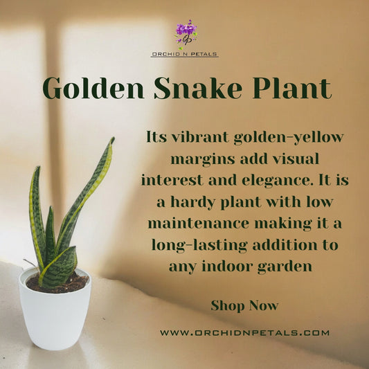 Golden Snake Plant