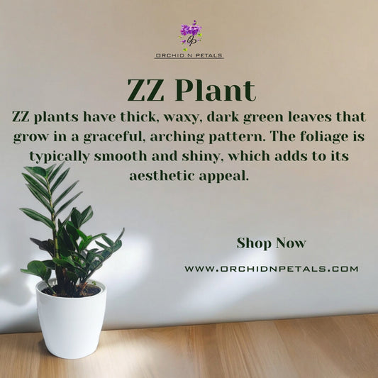 ZZ Plant