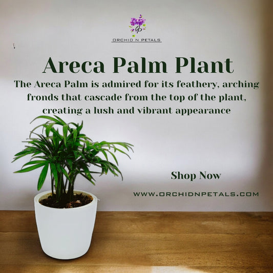 Areca Palm Plant