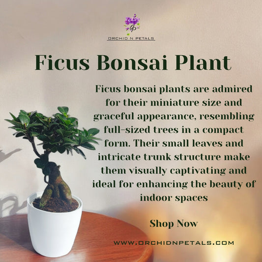 Ficus Bonsai Plant