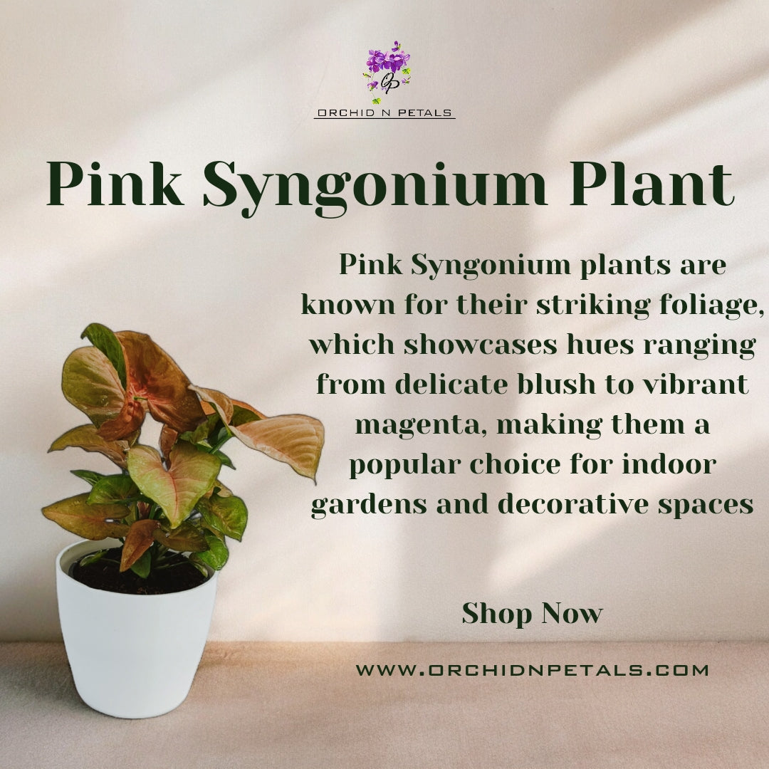 Pink Syngonium Plant