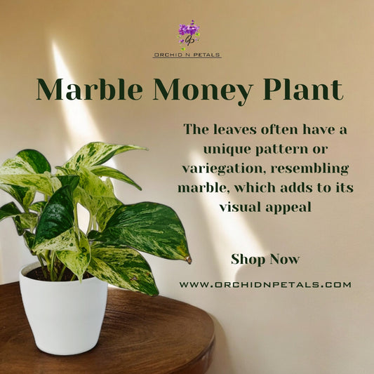 Marble Money Plant