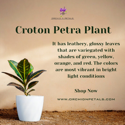 Croton Petra Plant