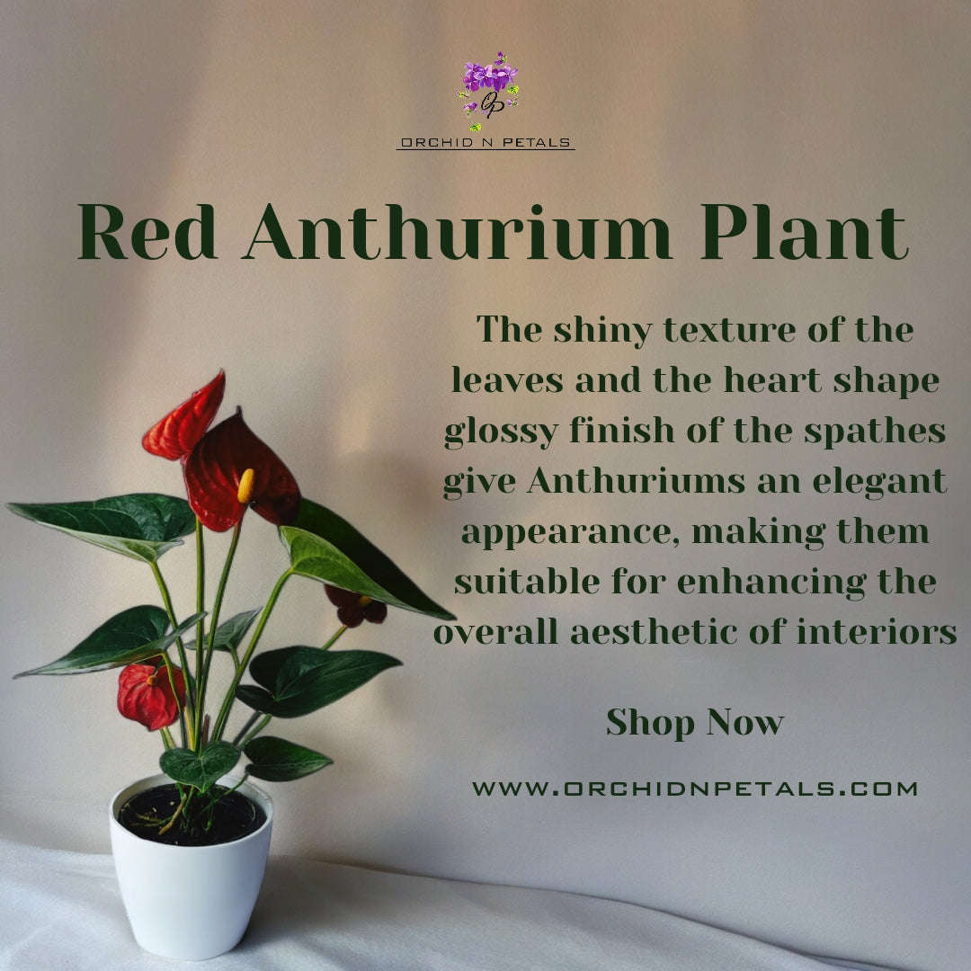 Red Anthurium Plant