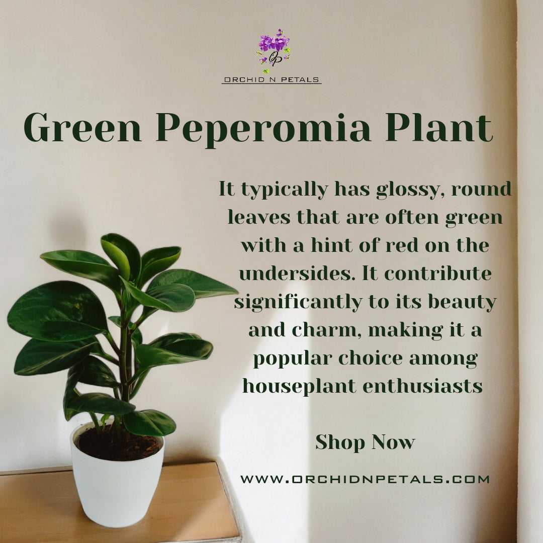 Green Peperomia Plant