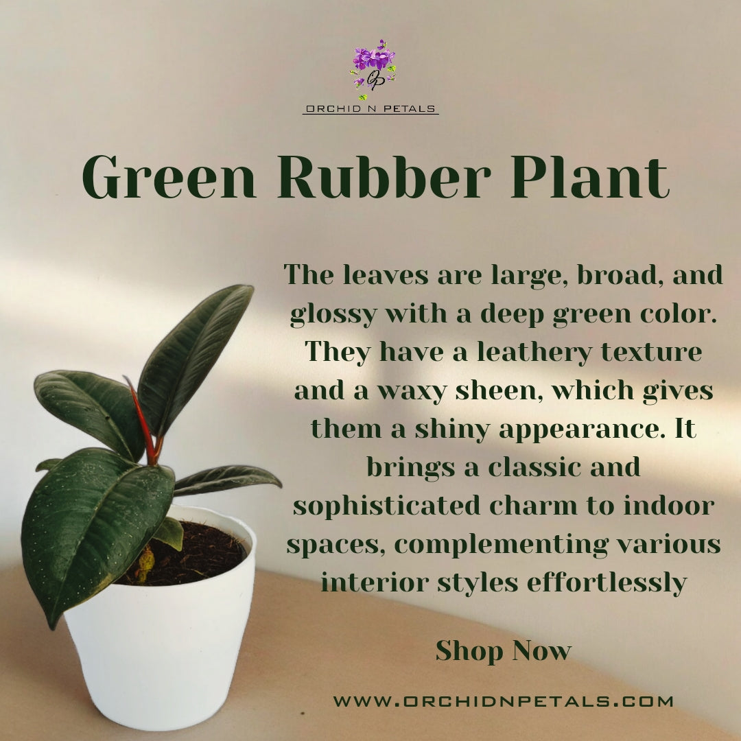 Green Rubber Plant