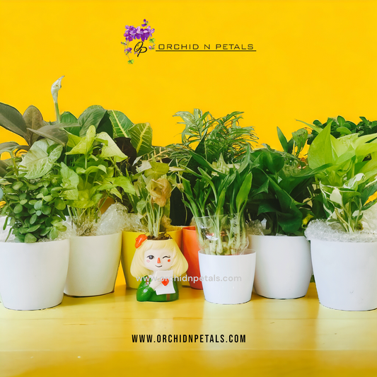 Looking for Plant Gifting in India? Partner with Orchid N Petals