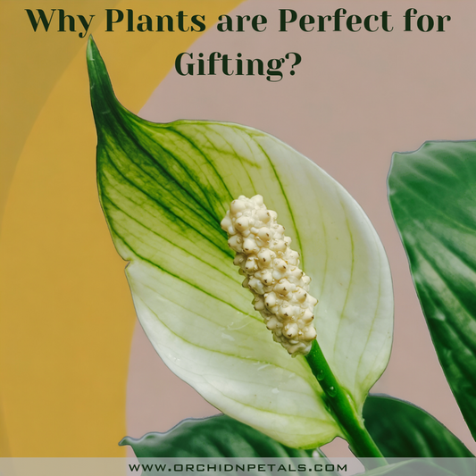Why Plants are Perfect for Gifting?