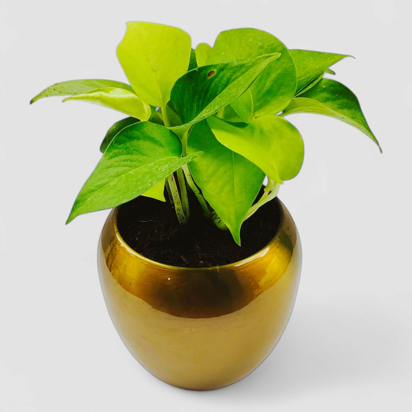 Golden Money Plant with Premium Metal Pot