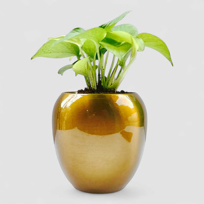 Golden Money Plant with Premium Metal Pot