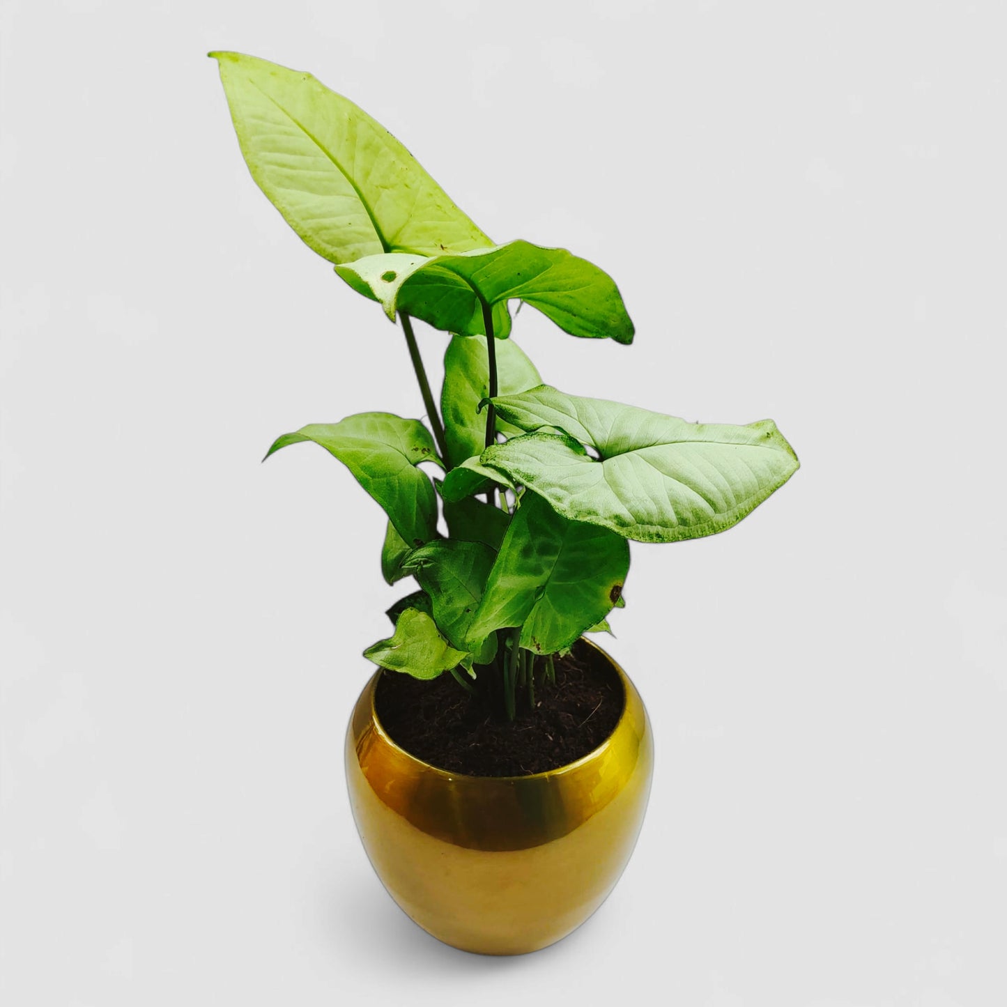 Green Syngonium Plant with Premium Metal Pot