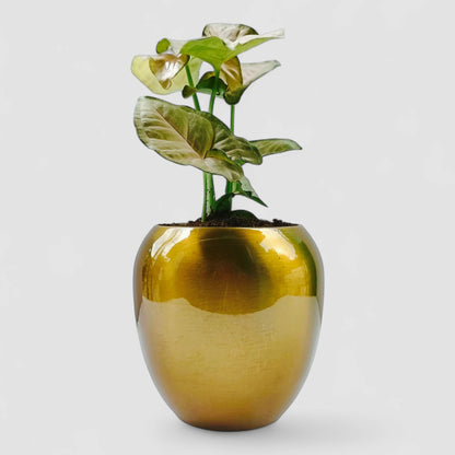 Pink Syngonium Plant with Premium Metal Pot
