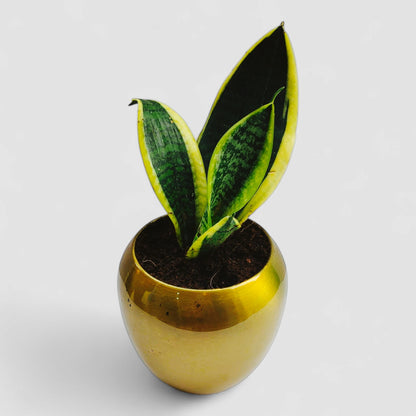 brass hammered flower pot snake plant Golden Snake Plant with Premium Metal Pot by Orchid N Petals