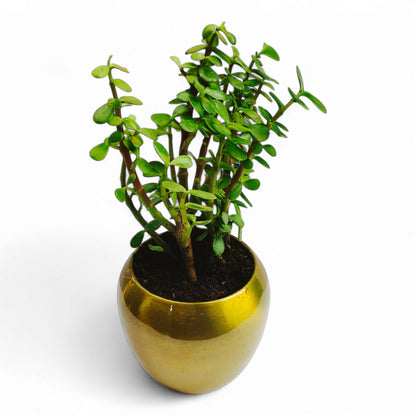 Jade Plant with Premium Metal Pot