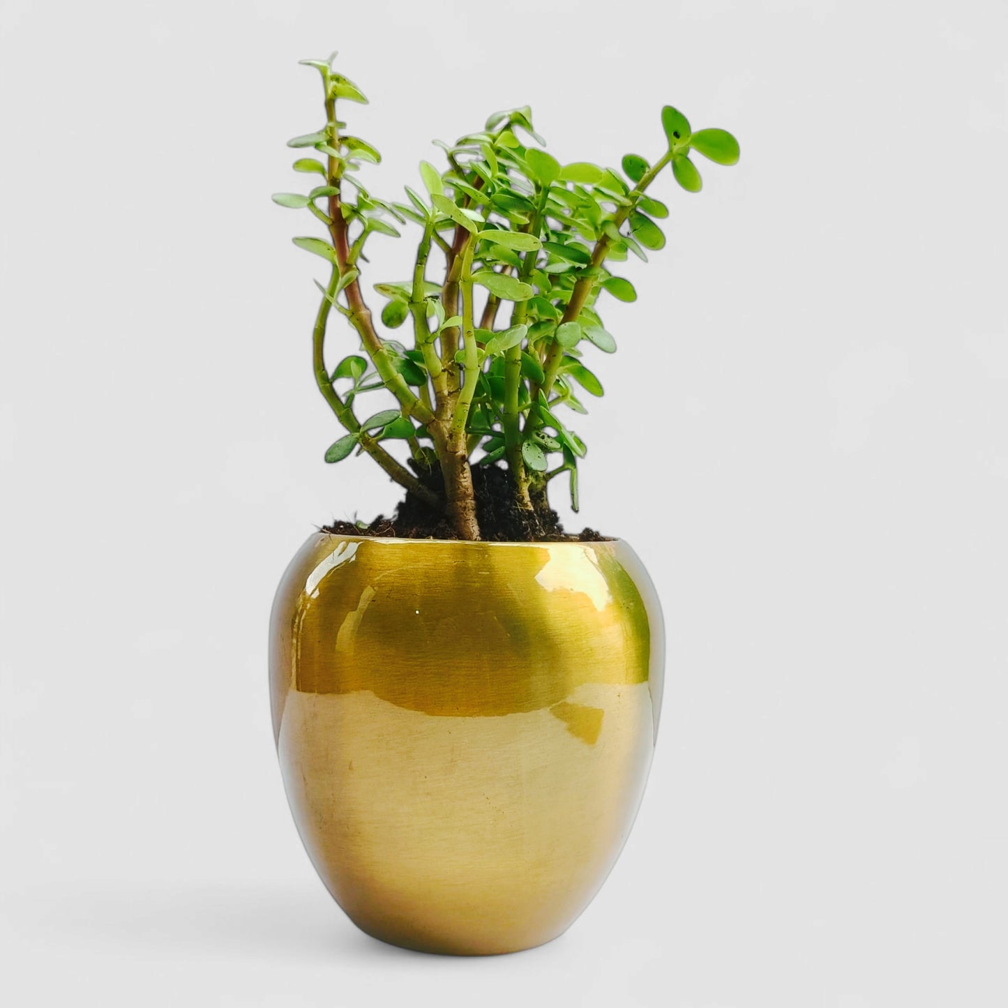 Jade Plant with Premium Metal Pot