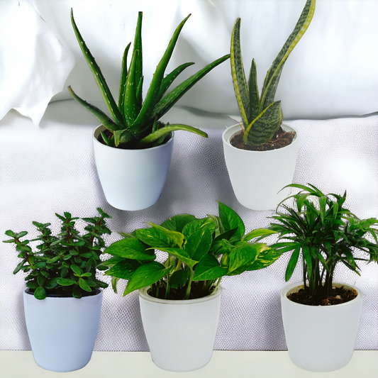 Vastu Plants | Set of 5