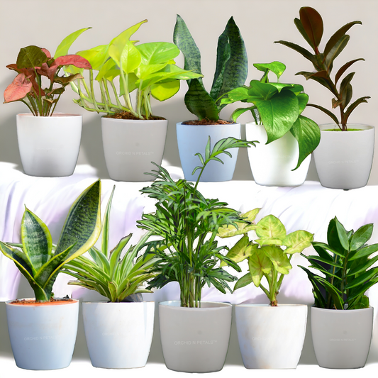 Best Home Combo Pot Plants Pack | Set of 10