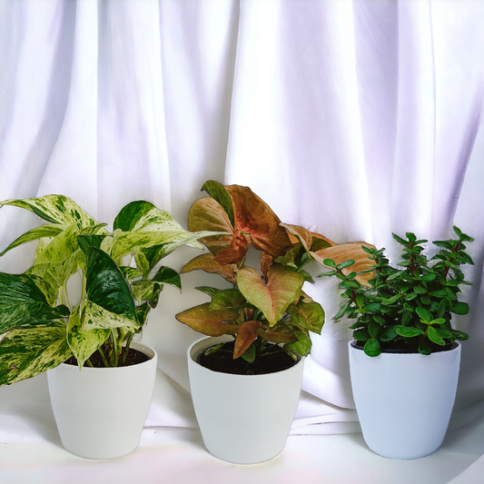 Low Maintenance Plants- Set of 3