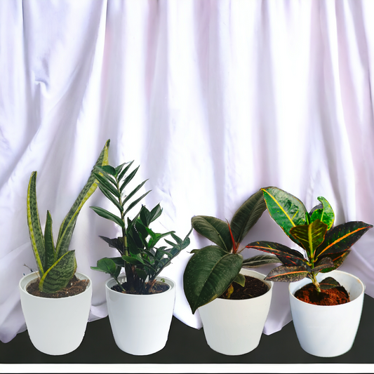 Best Hardy Plants - Set of 4