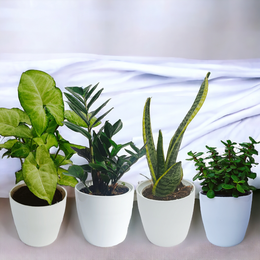 Nasa Recommended Air Purifying Combo Pot Plants | Set of 4