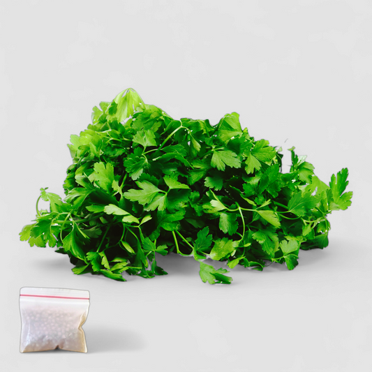 Coriander (Seeds)