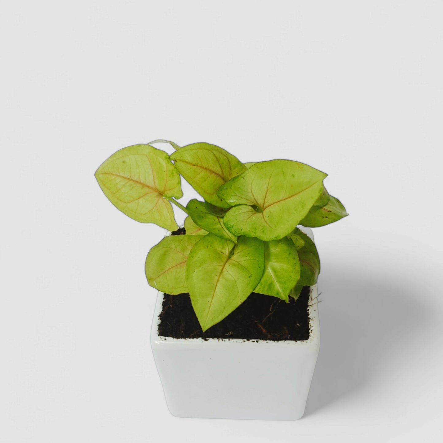 Green Syngonium Plant with Ceramic Pot