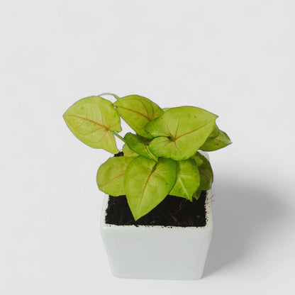 Green Syngonium Plant with Ceramic Pot
