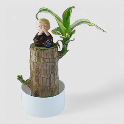 Brazilian Lucky Bamboo Plant with White Plastic Pot & Miniature Buddha