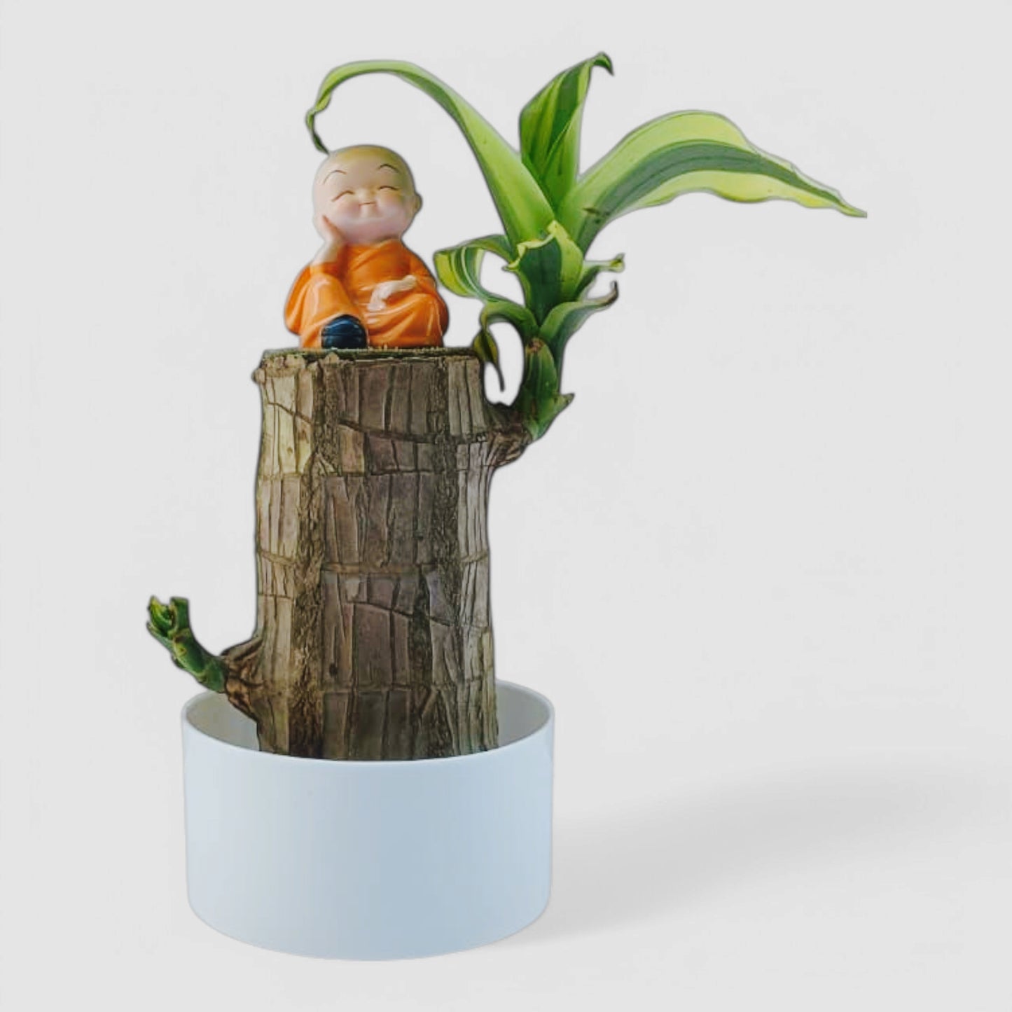 Brazilian Lucky Bamboo Plant with White Plastic Pot & Miniature Buddha