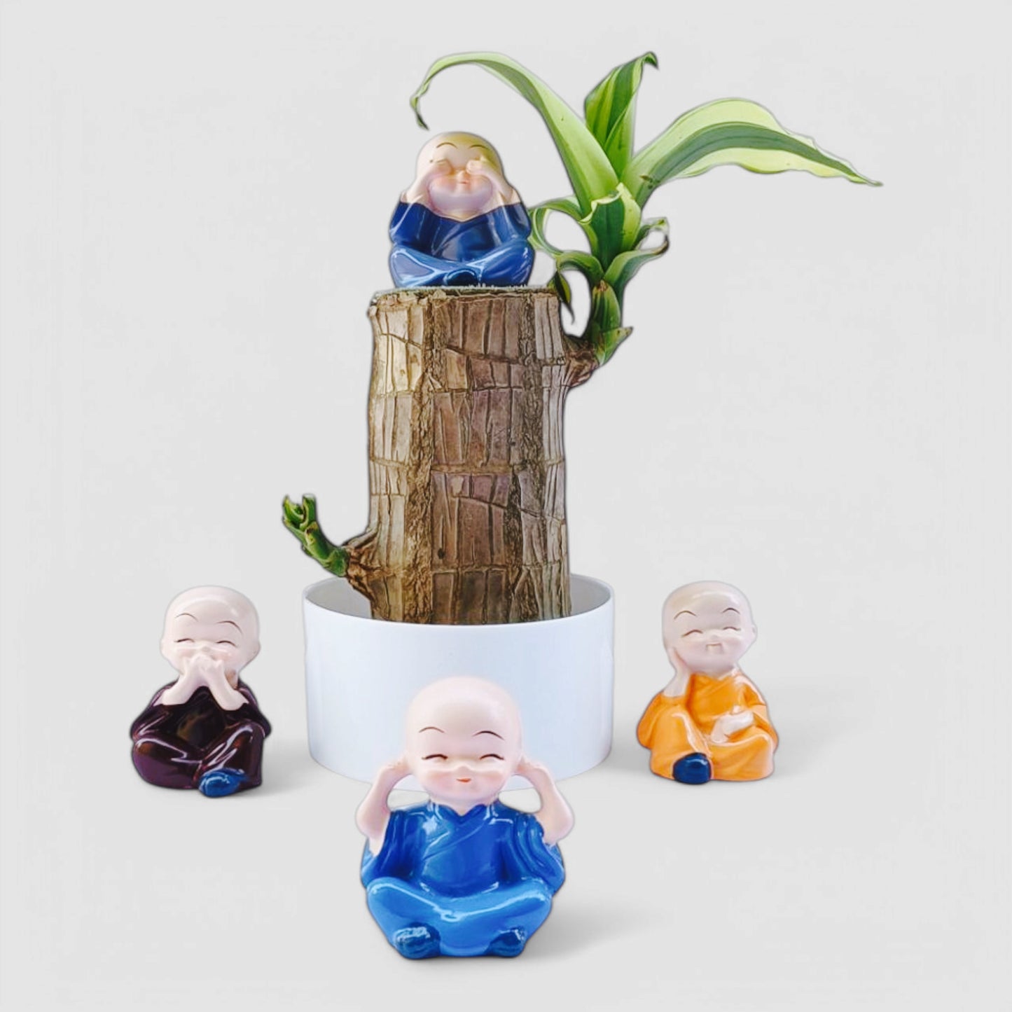 Brazilian Lucky Bamboo Plant with White Plastic Pot & Miniature Buddha