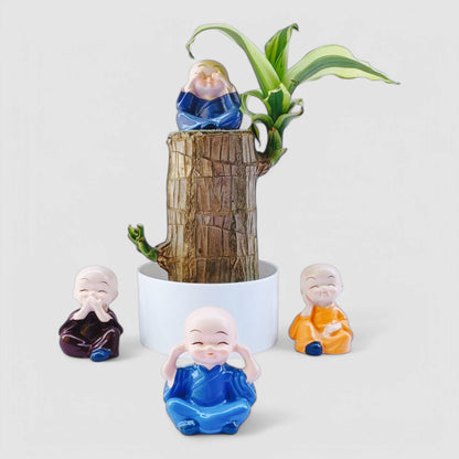 Brazilian Lucky Bamboo Plant with White Plastic Pot & Miniature Buddha