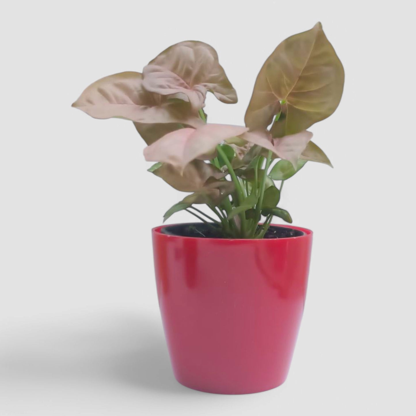 Pink Syngonium Plant