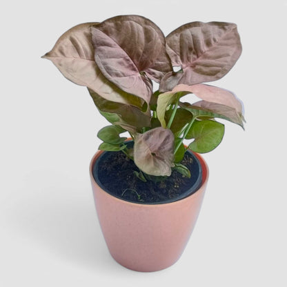 Pink Syngonium Plant
