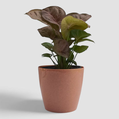 Pink Syngonium Plant