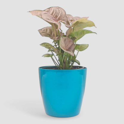 Pink Syngonium Plant