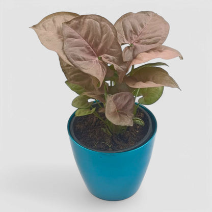Pink Syngonium Plant