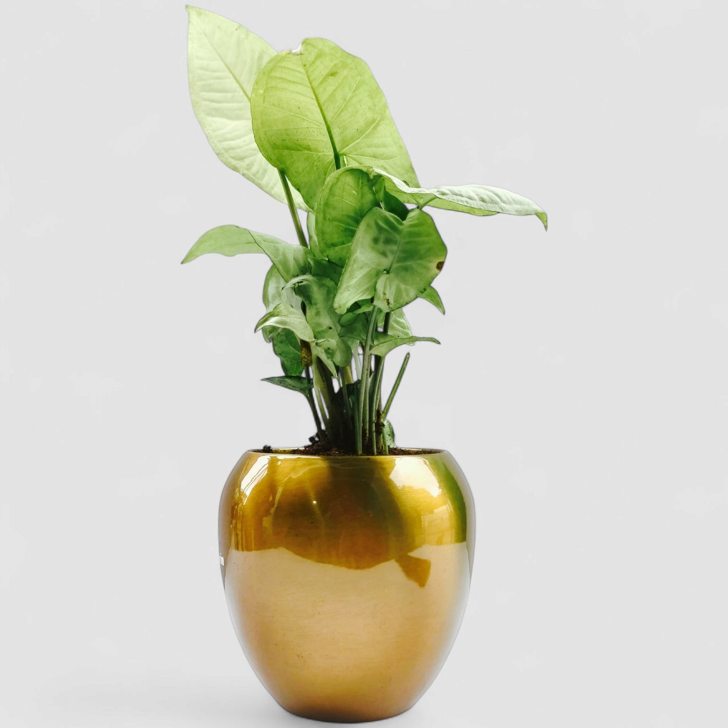 Green Syngonium Plant with Premium Metal Pot
