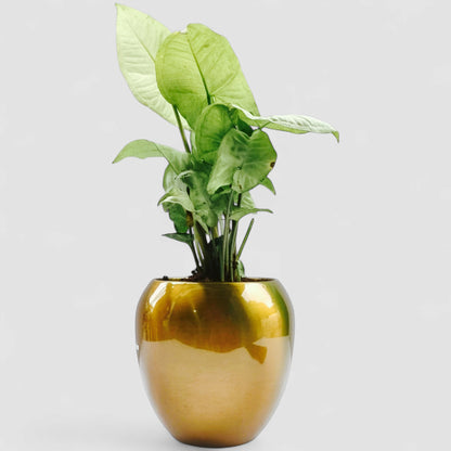 Green Syngonium Plant with Premium Metal Pot