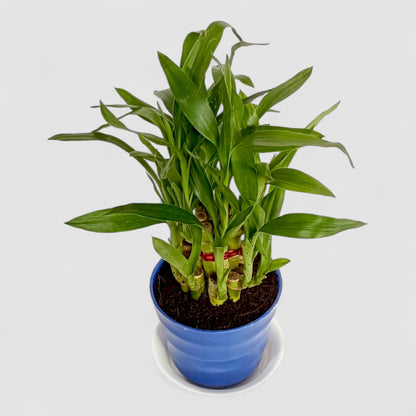 2 Layer Lucky Bamboo Plant (Round Pot & Plate) - Blue