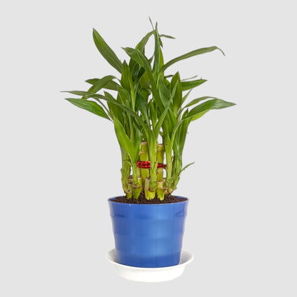 2 Layer Lucky Bamboo Plant (Round Pot & Plate) - Blue