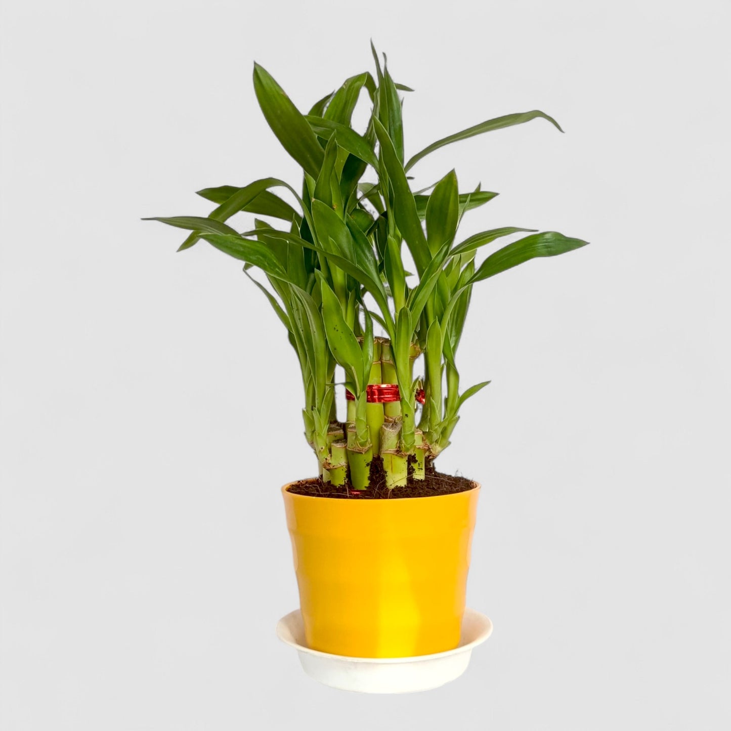 2 Layer Lucky Bamboo Plant (Round Pot & Plate) - Yellow