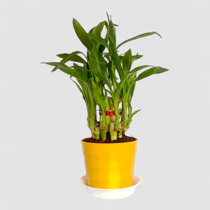 2 Layer Lucky Bamboo Plant (Round Pot & Plate) - Yellow