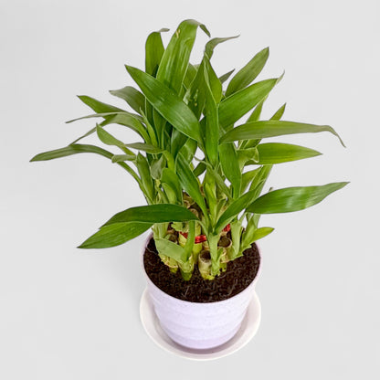 2 Layer Lucky Bamboo Plant (Round Pot & Plate) - Voilet