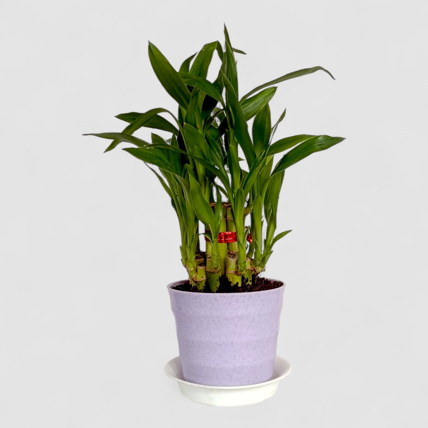 2 Layer Lucky Bamboo Plant (Round Pot & Plate) - Voilet