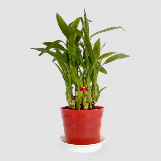 2 Layer Lucky Bamboo Plant (Round Pot & Plate) - Glitter Red