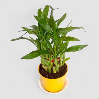 2 Layer Lucky Bamboo Plant (Round Pot & Plate) - Yellow
