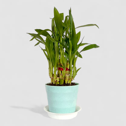 2 Layer Lucky Bamboo Plant (Round Pot & Plate) - Jazzy Turquoise