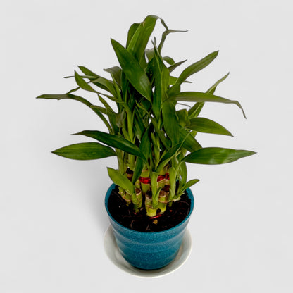 2 Layer Lucky Bamboo Plant (Round Pot & Plate) - Glitter Green