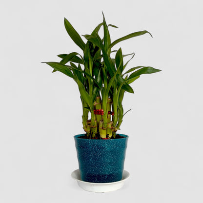 2 Layer Lucky Bamboo Plant (Round Pot & Plate) - Glitter Green